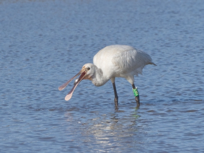 Spoonbill with Fish